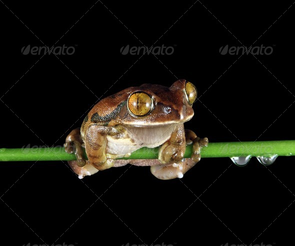 Peacock Frog - Stock Photo - Images