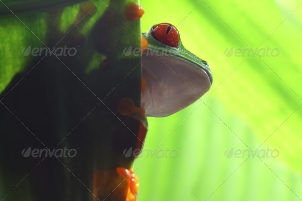 Peeking Frog - Stock Photo - Images