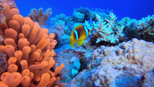 Red Sea Clownfish