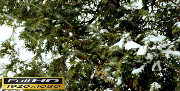 Snow Falling With Tree Behind | Full HD alt