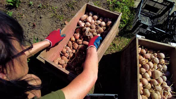 Woman Farmer Puts with Her Own Hands Puts Agro Potatoes in a Box Prepare Potato for Planting alt