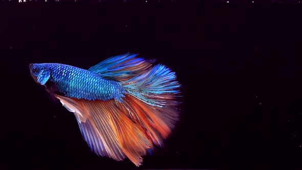 Siamese Fighting Fish Betta Splendens 29 alt