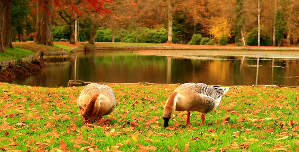 Geese in the Autumn Park