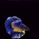Blue and yellow color Siamese fighting fish - VideoHive Item for Sale