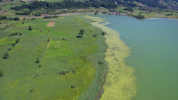 Aerial view of the lake and lotus flowers in the lake alt