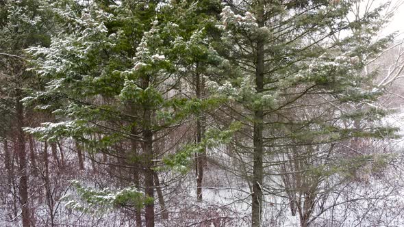 Evergreen pine tree branches, winter aerial view