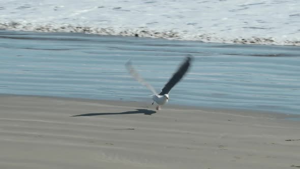 A medium shot as the camera pans to follow a seagull as it takes off and flies away in slow-motion. alt