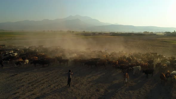 Photographer With Herd Of Cows alt