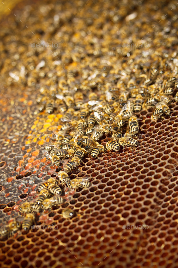 Honey cells - Stock Photo - Images