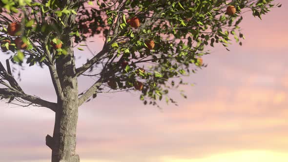 Red Apples In A Tree At Sunset