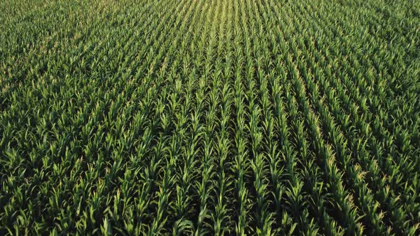 Young Corn in the Field Aerial View