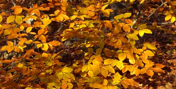 Autumn Trees, Leaves and More