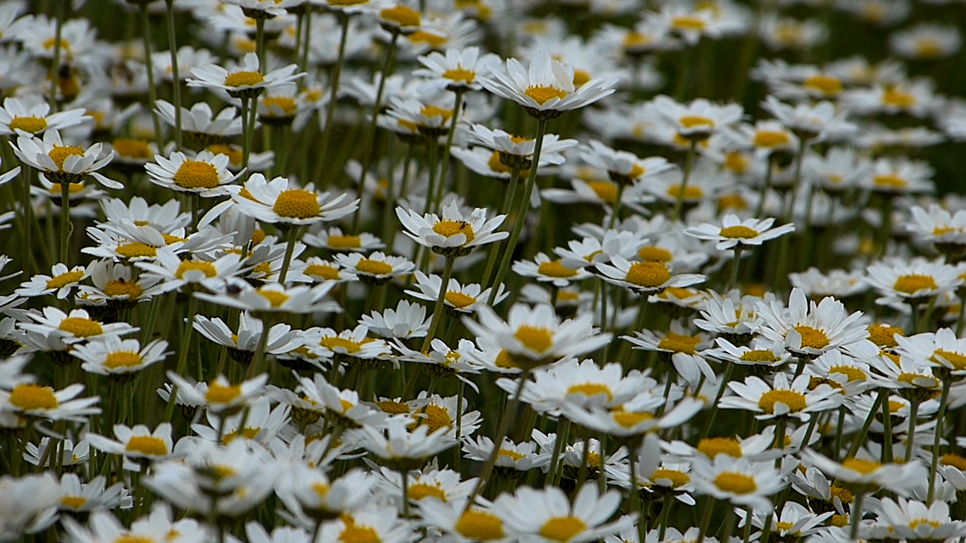 Daisies (Leucanthemum Maximum)