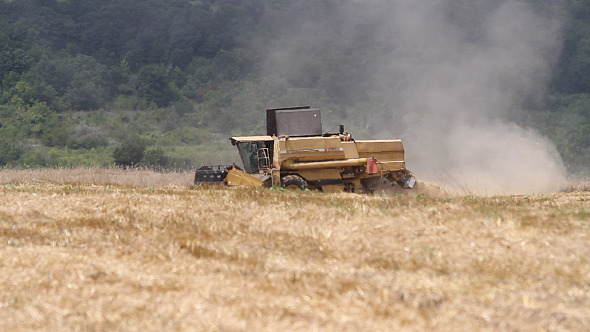 Combine Harvesting Grain Wheat