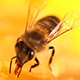 Bee Gathering Honey and Nectar - VideoHive Item for Sale