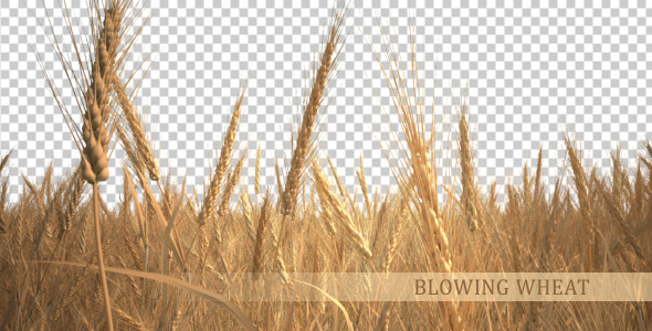 Blowing Wheat