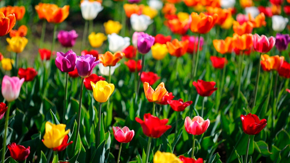 Field Of Blooming Different Color Tulips, Stock Footage | VideoHive