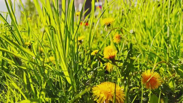 Closeup of Fresh Yellow Dandelion Flowers on a Sunny Spring Day alt