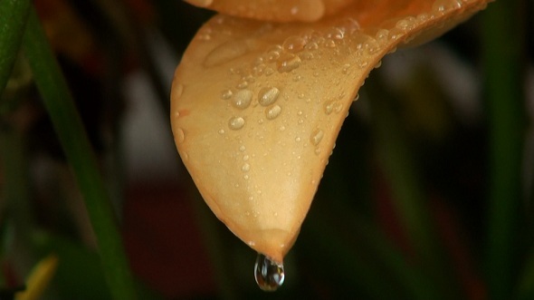 A Drop of Water on the Petal