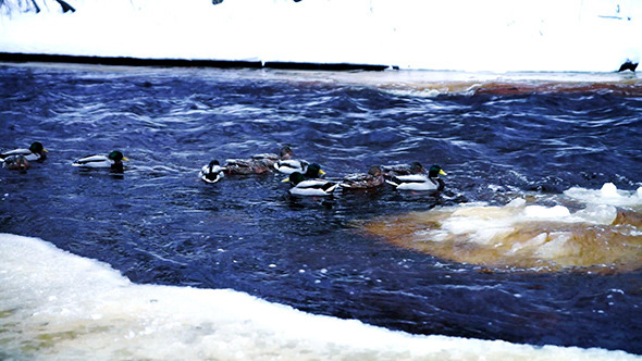 Ducks in Winter River