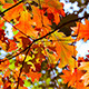 Orange Fall Leaves - VideoHive Item for Sale