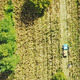 Agriculture - Flying Over the Cornfield - VideoHive Item for Sale