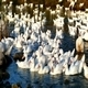 Ducks in River ( Miniature Effect) - VideoHive Item for Sale