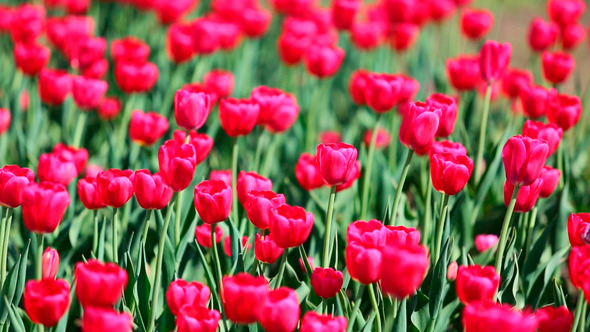 Field Of Red Tulips Blooming alt