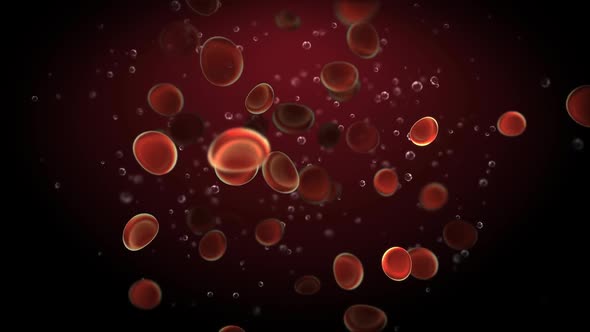 Healthy Human Red Blood Cells Moving In Vein