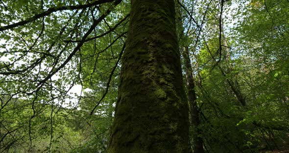 Lake Guerledan, forest near the Anse De Sordan,Cotes d Armor department, Brittany in France alt