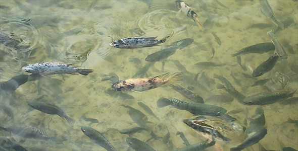 Fish in The Pond 07