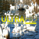 Ducks in River 3 - VideoHive Item for Sale