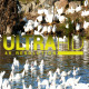 Ducks in River 4 - VideoHive Item for Sale
