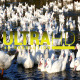 Ducks in River 8 - VideoHive Item for Sale
