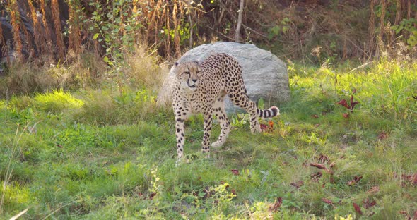 Cheetah Walking Past Another Cat in the Shadows on a Grassy Field alt