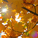 Yellow Fall Leaves and Sunny Stars - VideoHive Item for Sale