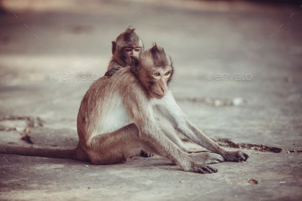 Monkey portrait - Stock Photo - Images