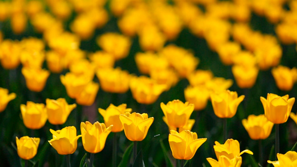 Field Of Yellow Tulips Blooming, Stock Footage 