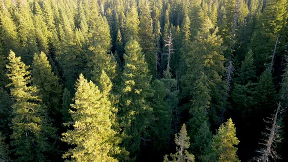 Flying over a forest in Oregon alt