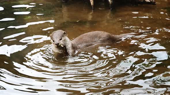 Smooth-coated otter , lutrogale perspicillata, adult standing in water, Eating a root, slow motion alt