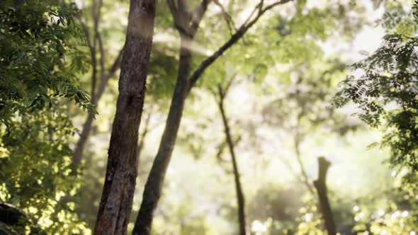 Foggy Forest in Early Morning alt