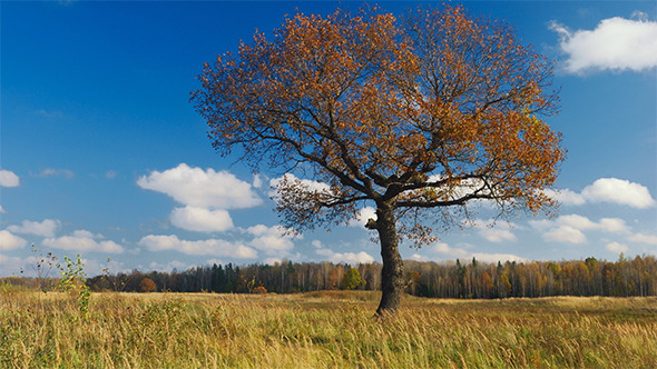 Maple Tree In Autumn
