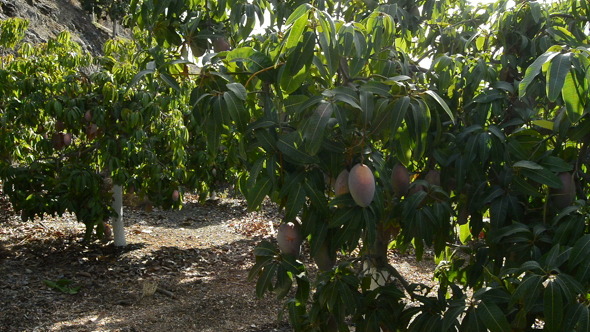 Collecting Mango Fruit in Field alt