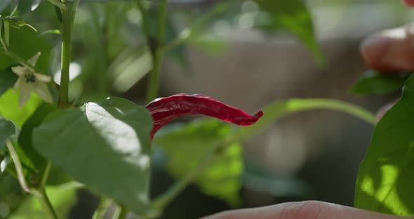 Female Hands Touch a Red Pepper on a Bush at Sunset