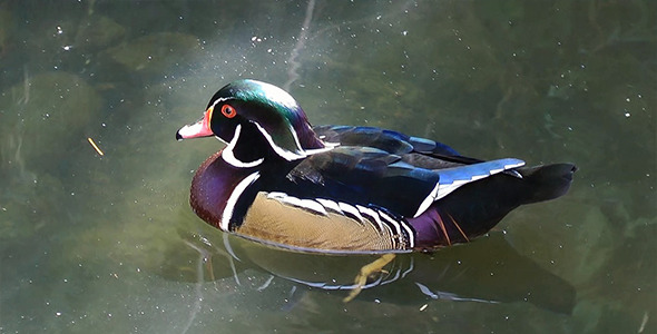 Beautiful Duck in Nature 1