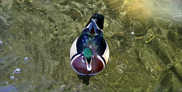 Beautiful Duck in Nature 2