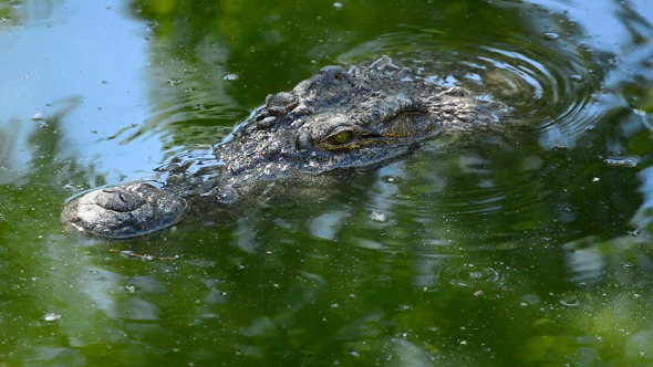 Crocodile Swimming in Zoo, Stock Footage | VideoHive