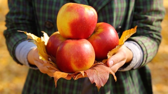 Woman Keeping Autumn Apples