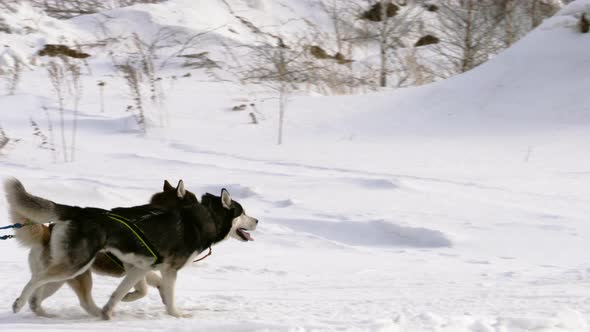 Huskies participate in the races