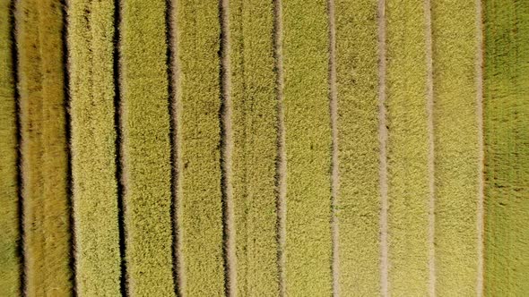Fields with Different Varieties of Wheat alt